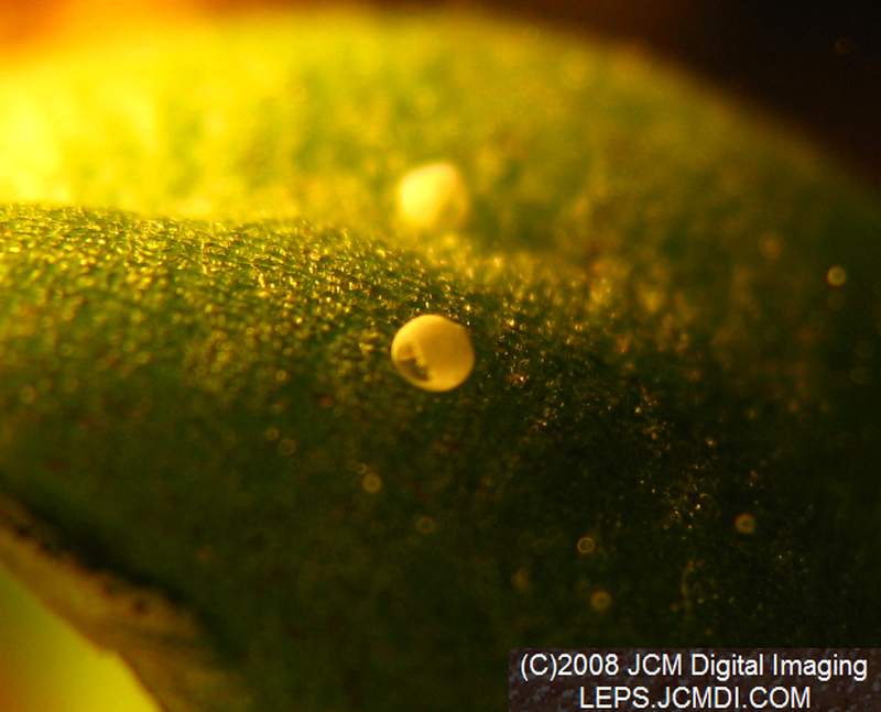 Philotes sonorensis (Sonoran Blue) life cycle images from jcmdi.com